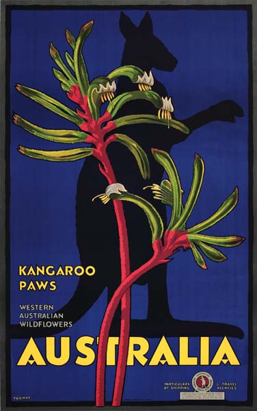 Kangaroo Paws, Western Australian Wildflowers, Australia