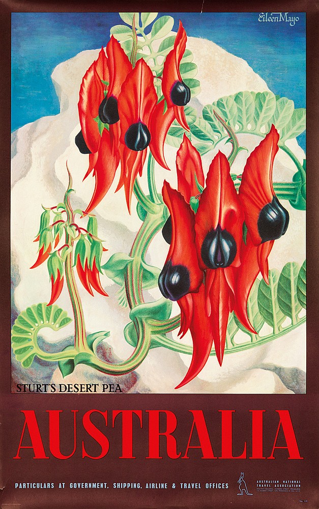 Sturts Desert Pea, Australia, Pariculars, At Government Shipping & Travel Offices