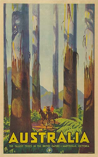 Australia, The Tallest  Trees In The British Empire Marysville Victoria