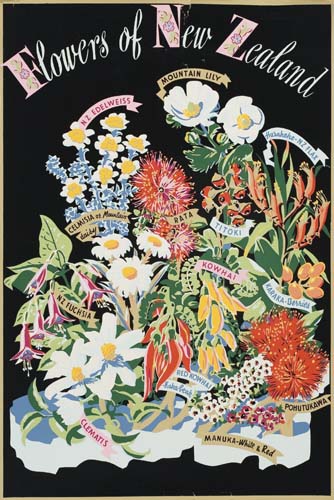 Flowers Of New Zealand, N Z Edelweiss, Mountain Lily, Celmisia, Rata, Titoki, Kowhai, Karaka-Demas, N Z Fuchsia, Red Kowhai, Pohutukawa, Manuka, Clematis