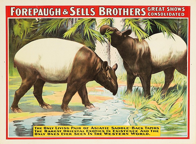Forepaugh & Sells, Great Shows, Consoldated, The Onlu Living Pair Of Asiatic Saddle Back Tapirs, the Rarest Oriental Exotics In Existence And The, Only Onces Ever Seen In The Western World.