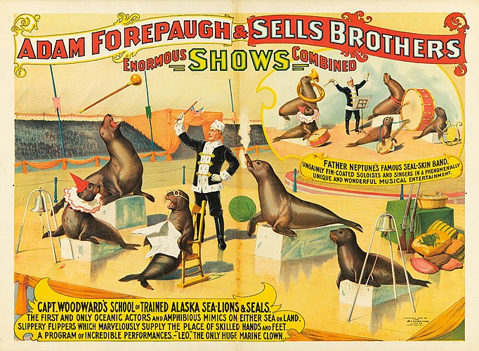 Adam Forepaugh & Sells Brothers, Enormous Shows Combined, Father Neptune’s Famous Seal Skin Band., Ungainly Fin Coated Soloists And Singers In A Phenomenally, Unique And Wonderful Musical Enterainment., Capt.Woodward’s School Of Trained Alaska Sea Lions & seals., The first And Only Oceanic Actors And Amphibious Mimics On Either Sea Or Land., Slippery Flippers Which Marvelously Supplu The Place Of  Skilled Hands And Feet., A Program Of Incredible Performances. Leo. The Only Huge Marine Clown.