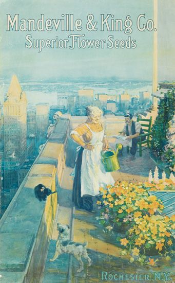 Mandeville and King Co, Superior Flower Seeds, flowers on the roof