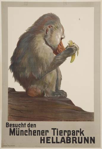 Munchener Tierpark Hellabrunn, monkey eats banana
