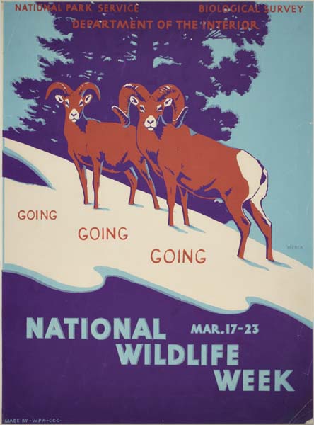 National Wildlife Week, National Park Service, rams