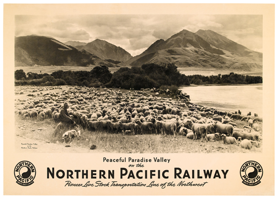 Northern Pacific Railway, cattle