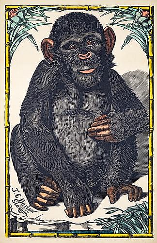 Baby primate, bamboo border