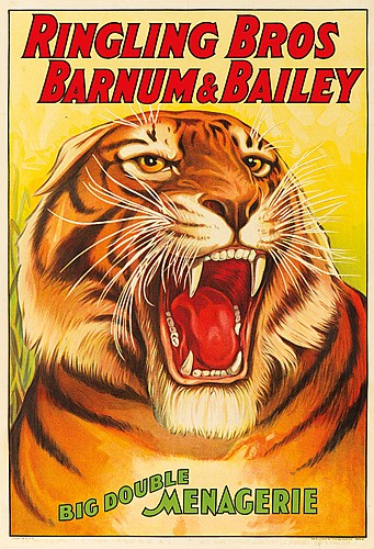 Ringling Bros and Barnum and Bailey Big Double Menagerie, tiger