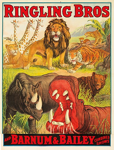 Ringling Bros and Barnum and Bailey Combined Shows, lions and tigers