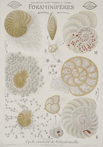 Foraminiferes, sea shells