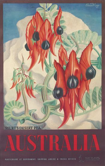 Sturt’s Desert Pea, Australia, flowers